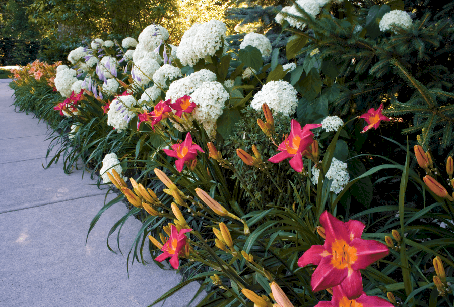 orange lilys with white hyfrangea orange lilys mixed with white hydrangea