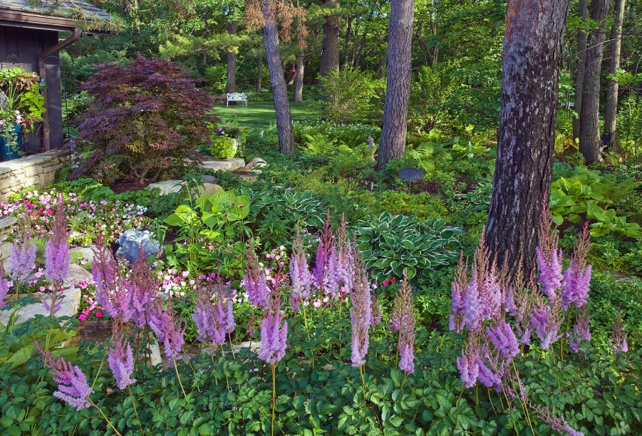 shade garden with pink astilbe in full bloom woodland shade garden with astilbe and hosta