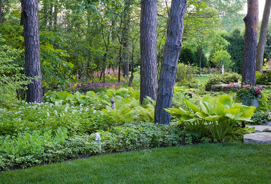 woodland shade garden with hosta woodland shade garden with hosta and ferns