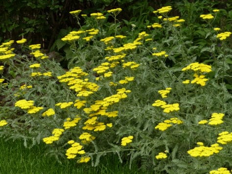 achillea moonshine