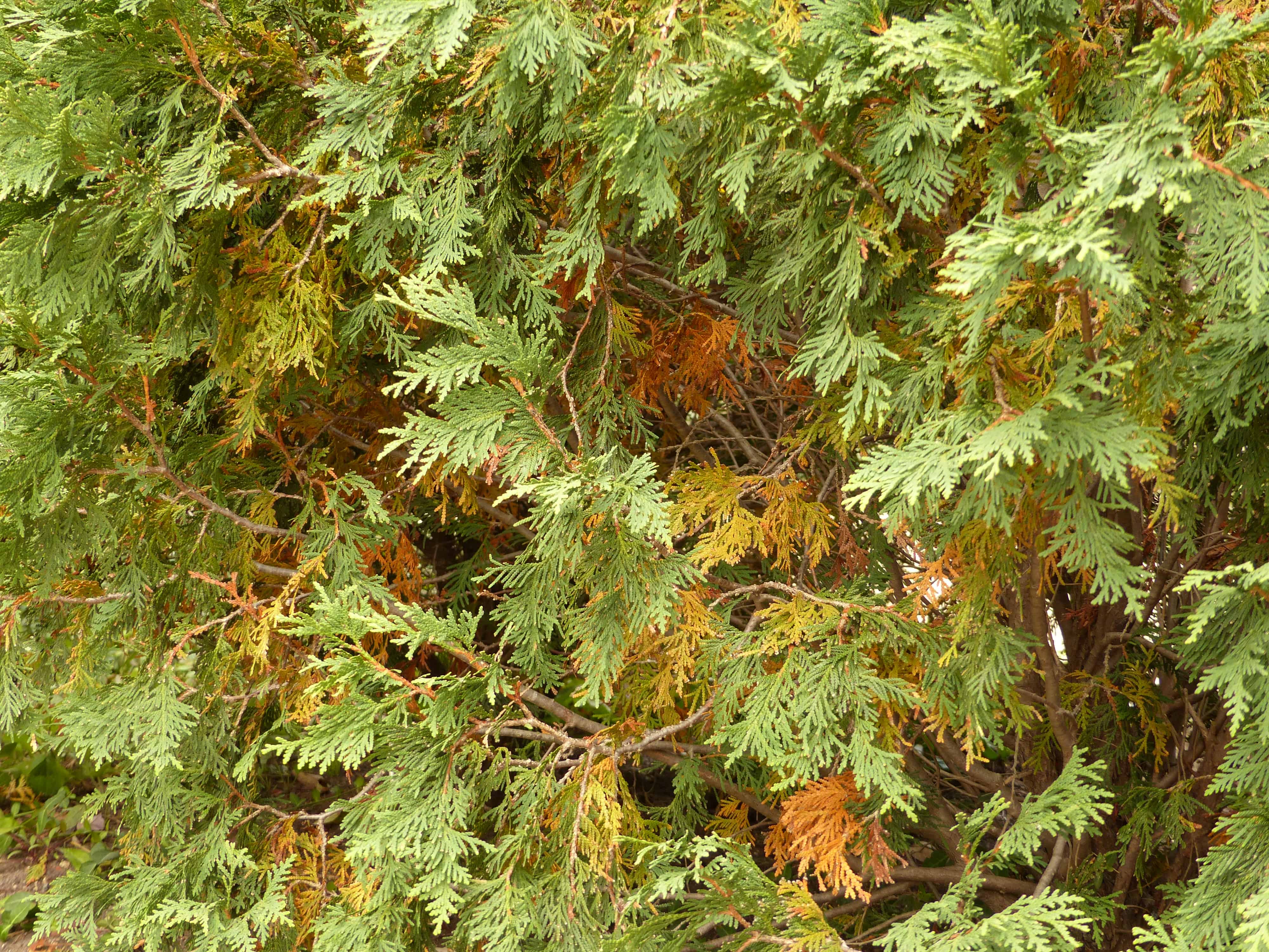 My evergreen is dying! Van Zelst