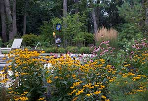 Black-eyed Susans and purple coneflower are just two of the native Illinois plants thriving here.