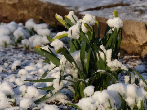 spring bulbs