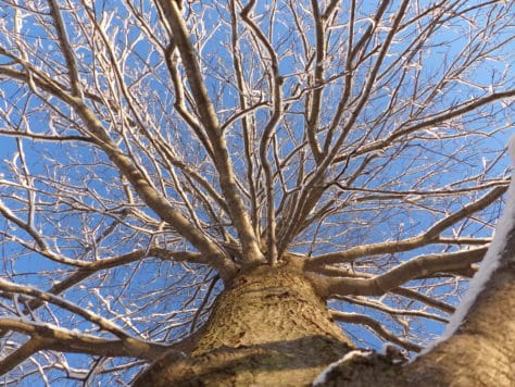 snow 4.15 (1)
