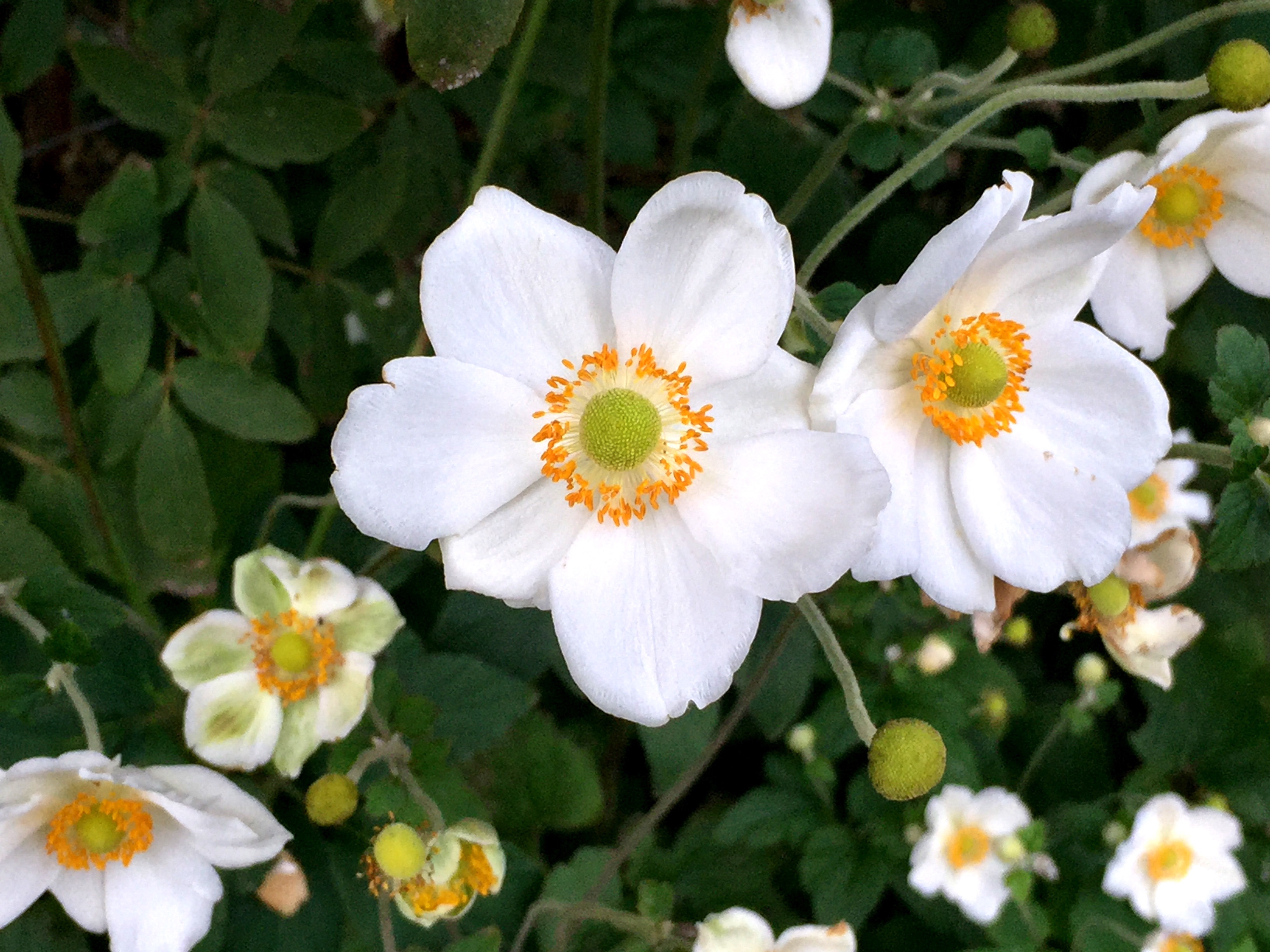 Late bloomers! Van Zelst