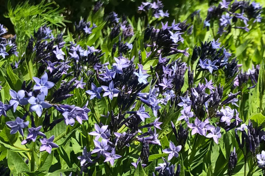 Amsonia Blue Ice Van Zelst Flower Detail