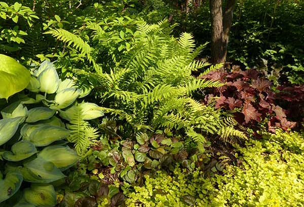 creeping-jenny creeping jenny with hosta and fern