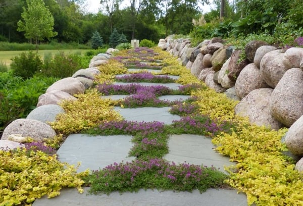 Yellow Creeping Jenny and Purple Creeping Thyme | Van Zelst