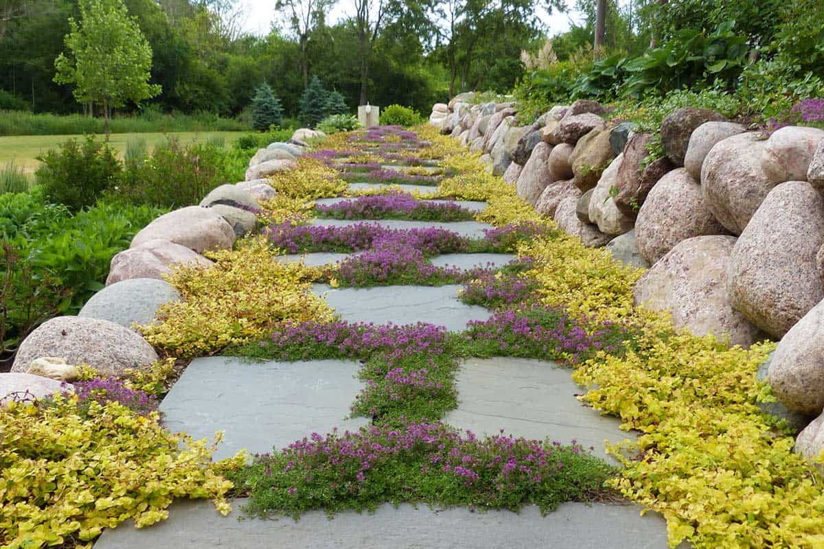 Creeping Jenny Ground Cover