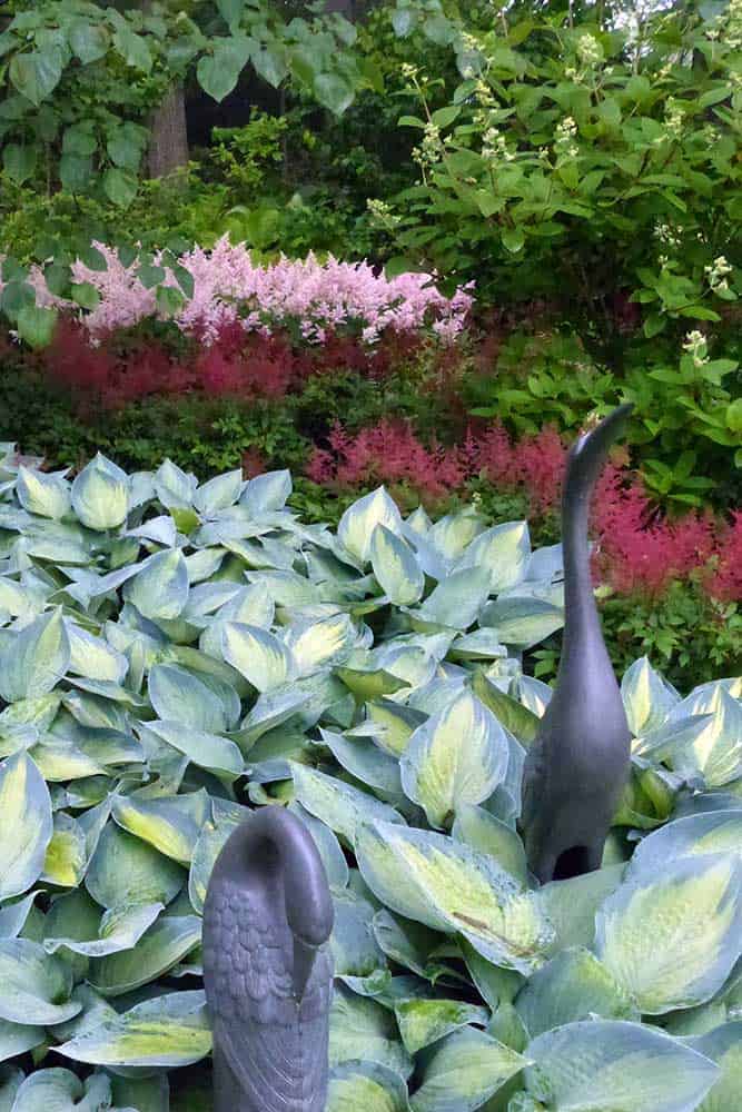 dark-red-and-pink-astilbe-northbrook-garden dark-red-and-pink-astilbe-northbrook-garden