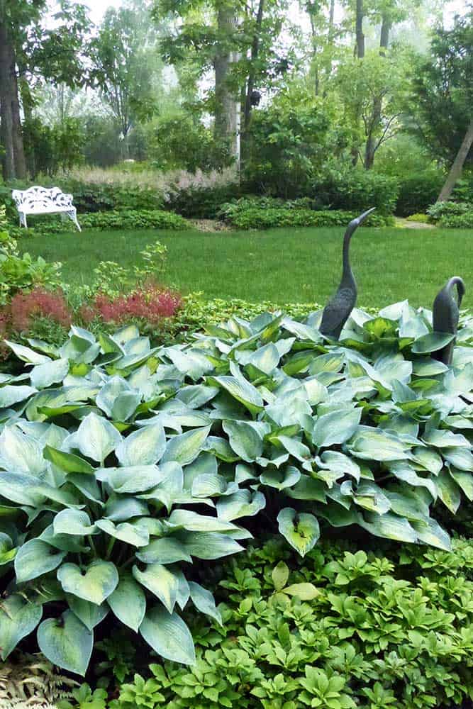 hosta-june-in-shade hosta-june-in-shade