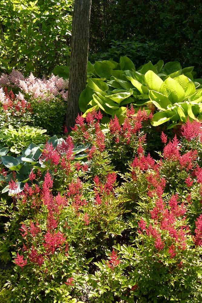 northbrook-illinois-shade-garden-van-zelst northbrook-illinois-shade-garden-van-zelst