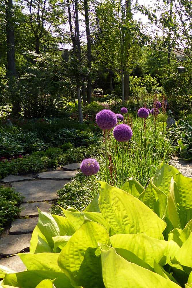 vibrant-green-hosta-purple-allium vibrant-green-hosta-purple-allium