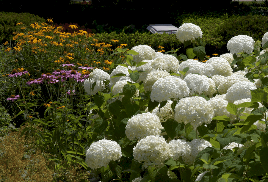 A Burst of White in Glenview