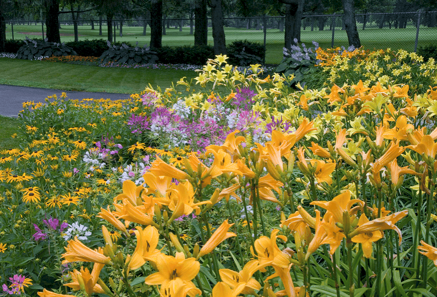 Cheerful Borders in Bloom