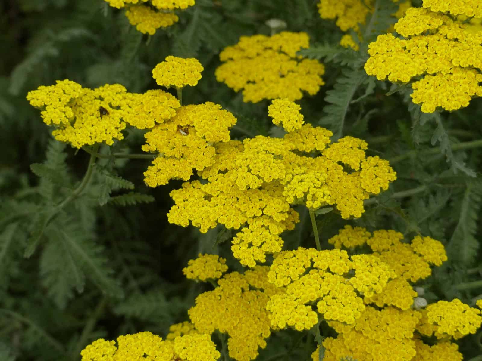 Achillea ‘Moonshine’