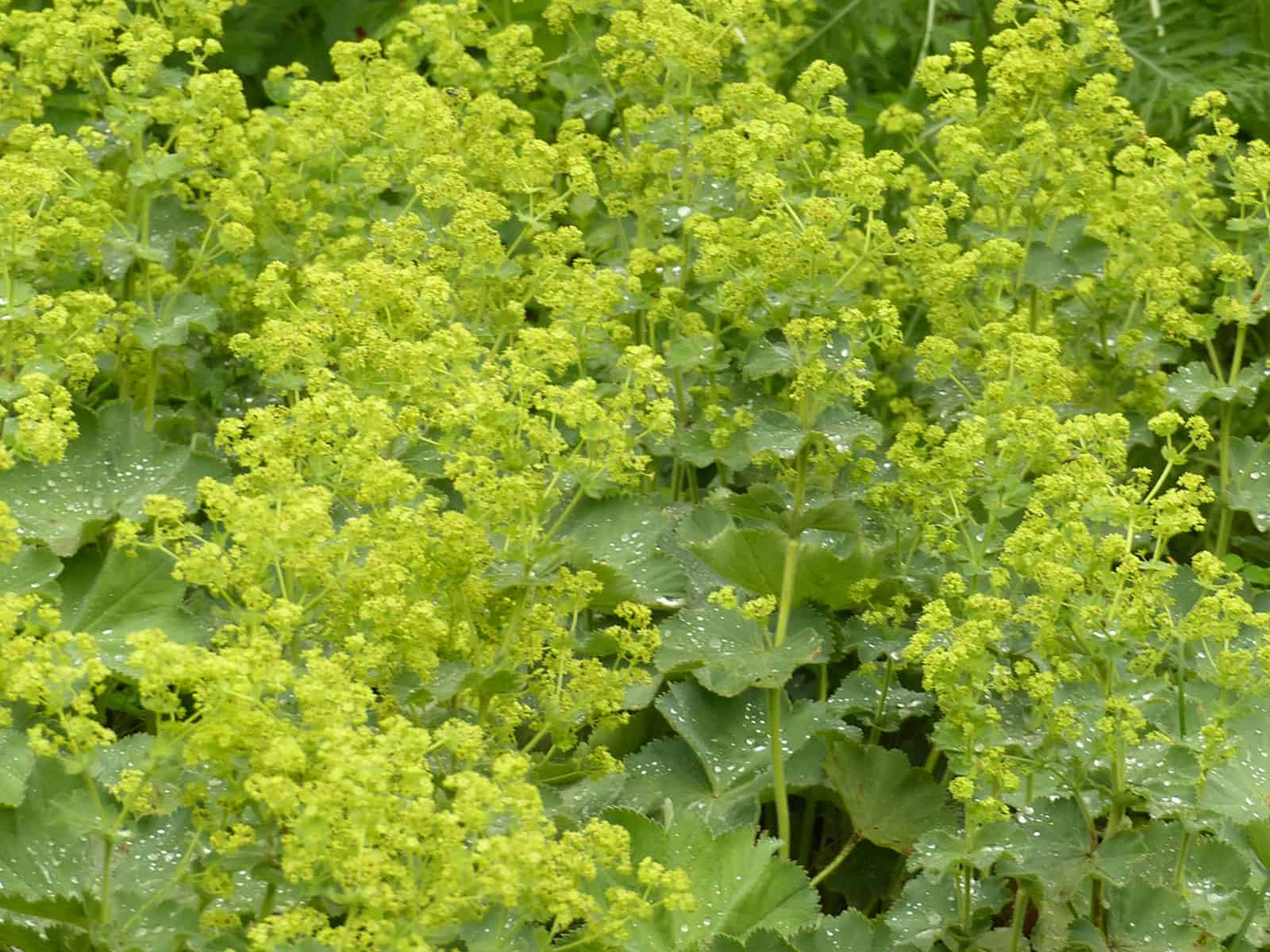 Alchemilla mollis