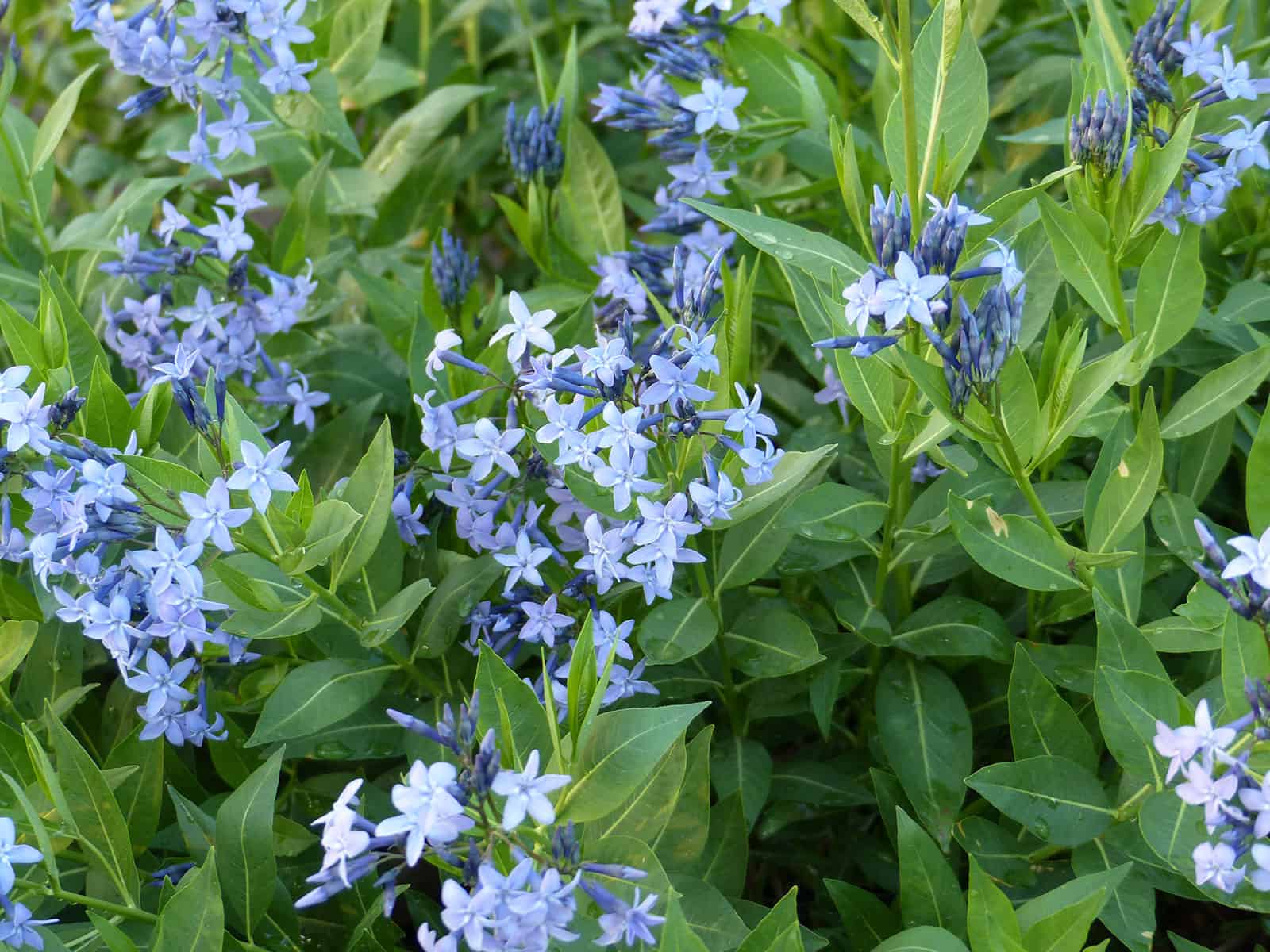 Amsonia ‘Blue Ice’