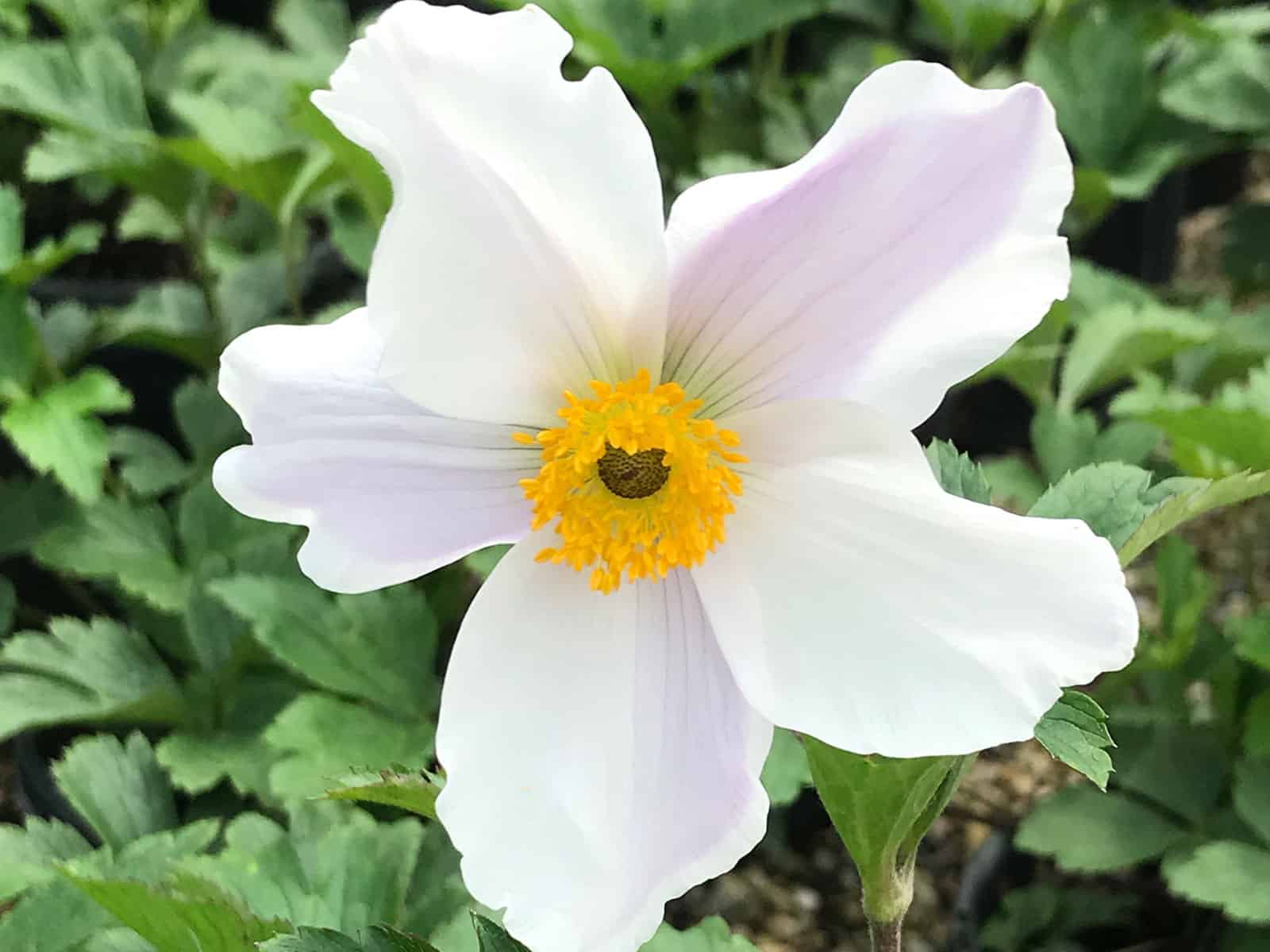 Anemone ‘Wild Swan’