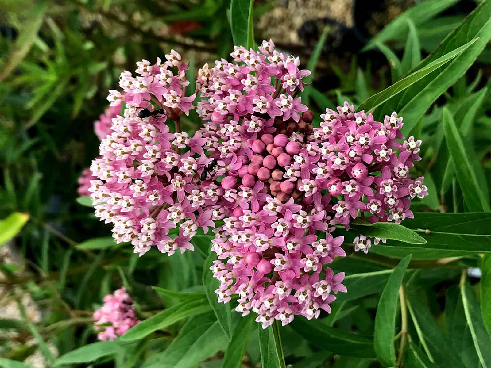 Asclepias ‘Cinderella’
