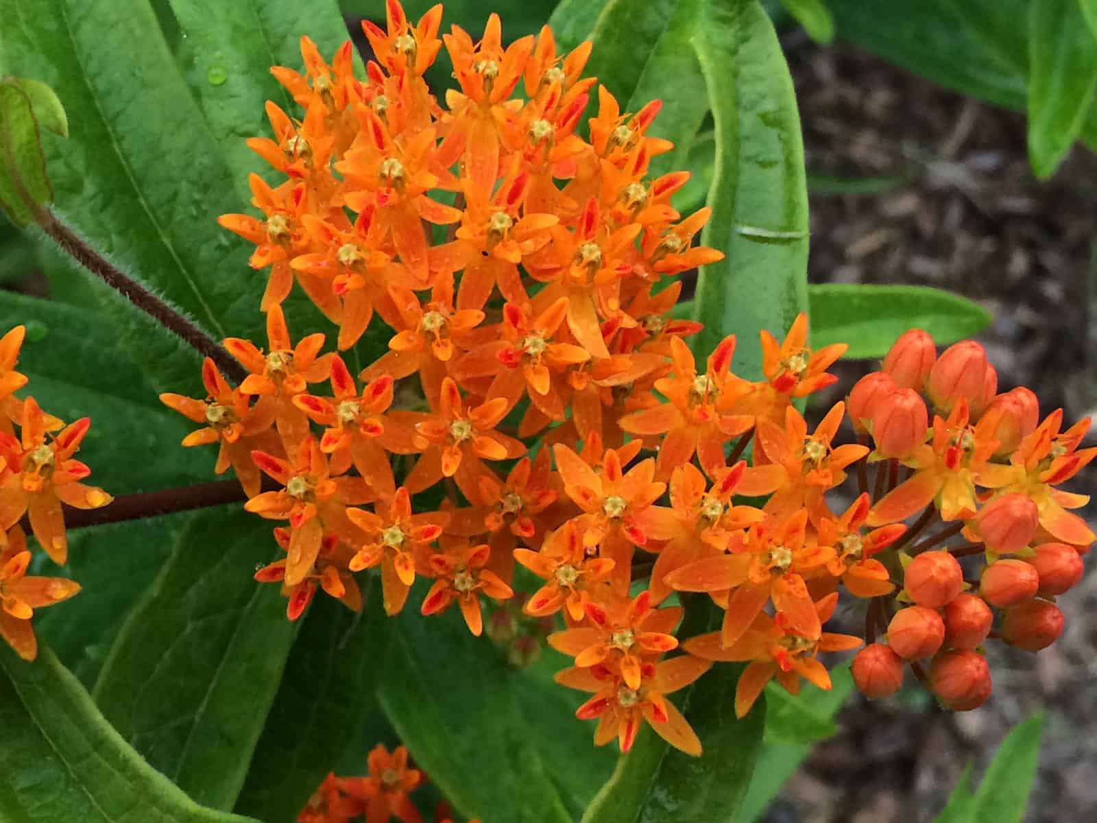 Asclepias ‘tuberosa’