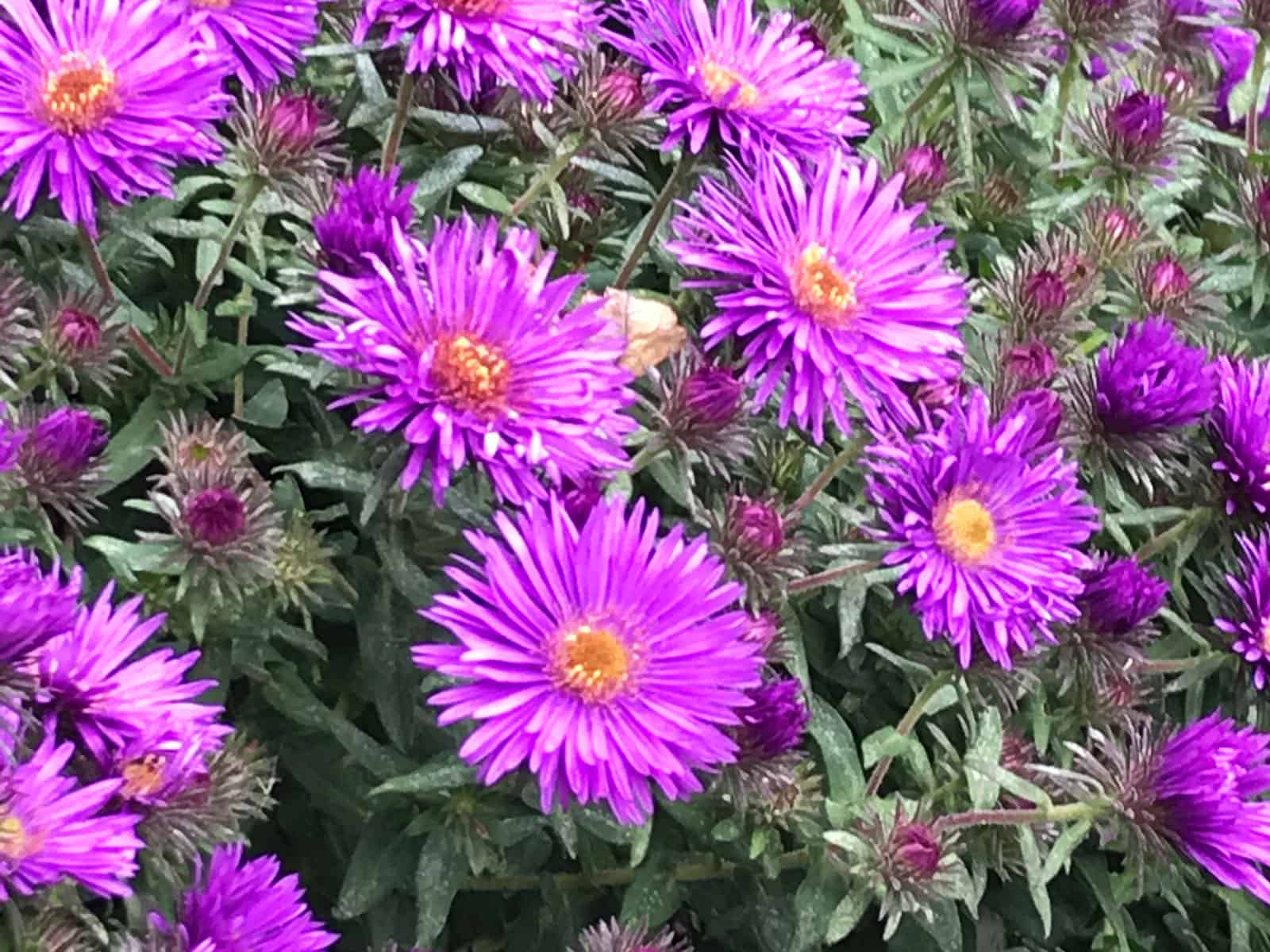 Aster ‘Purple Dome’