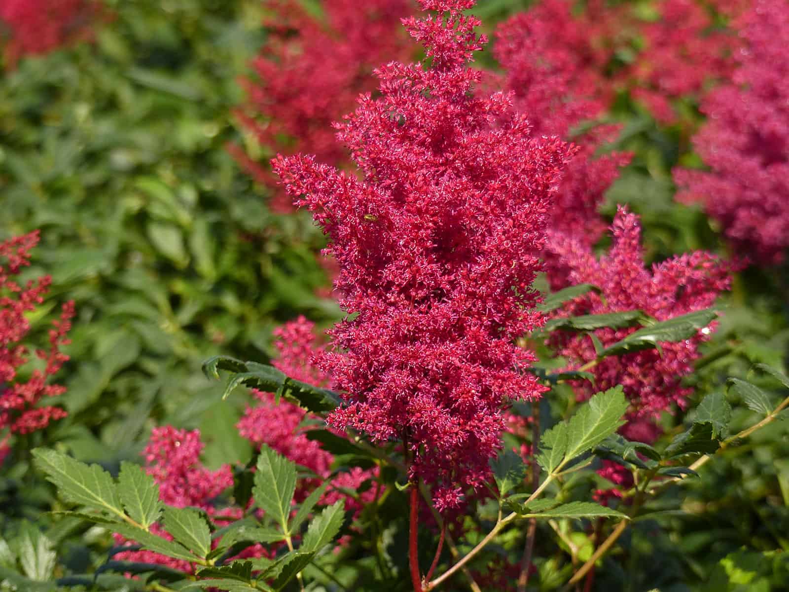 astilbe-montgomery-flower-detail