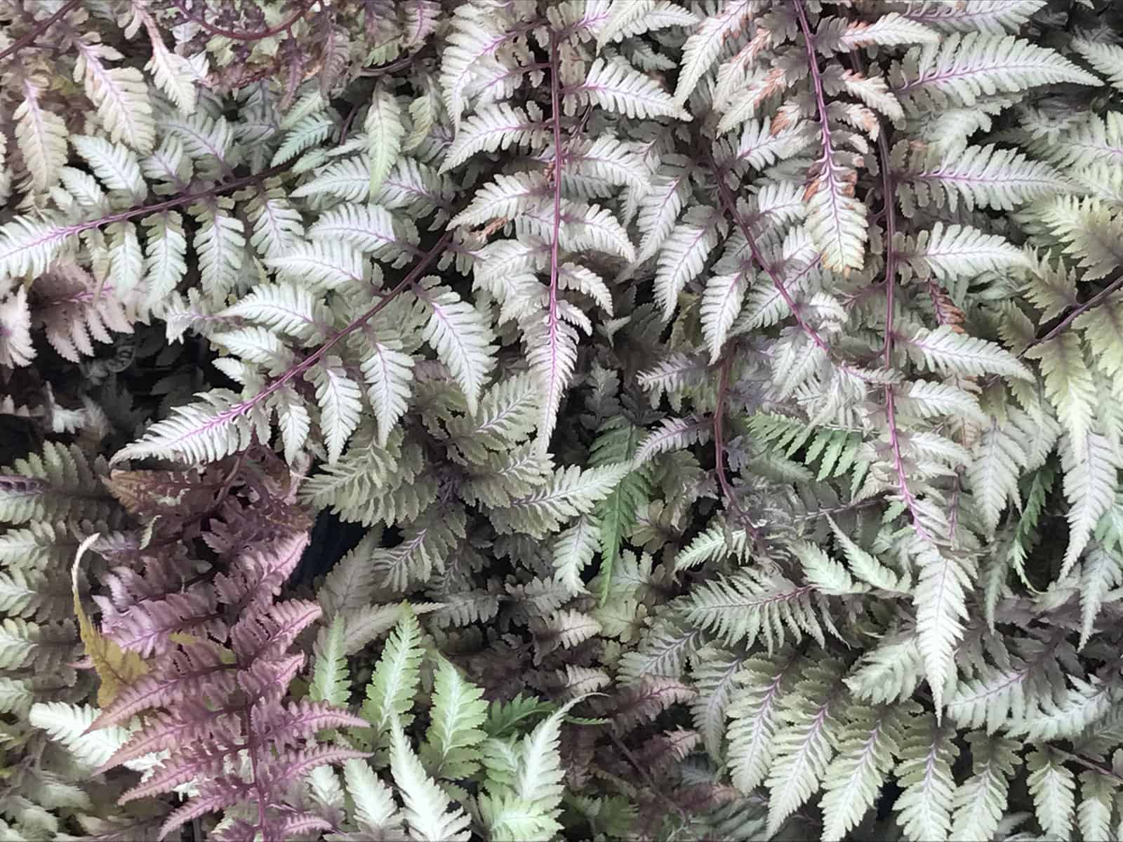 Athyrium nipp. ‘ Pictum’