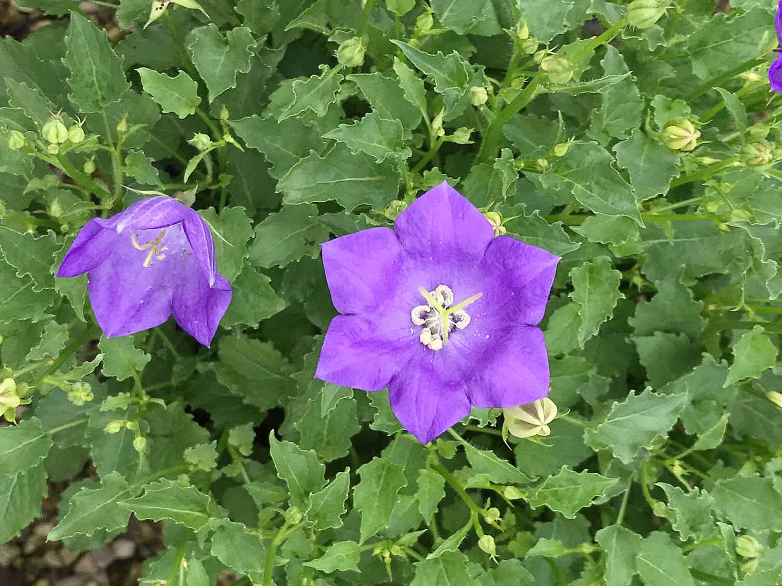 Campanula C. ‘Blue Clips’