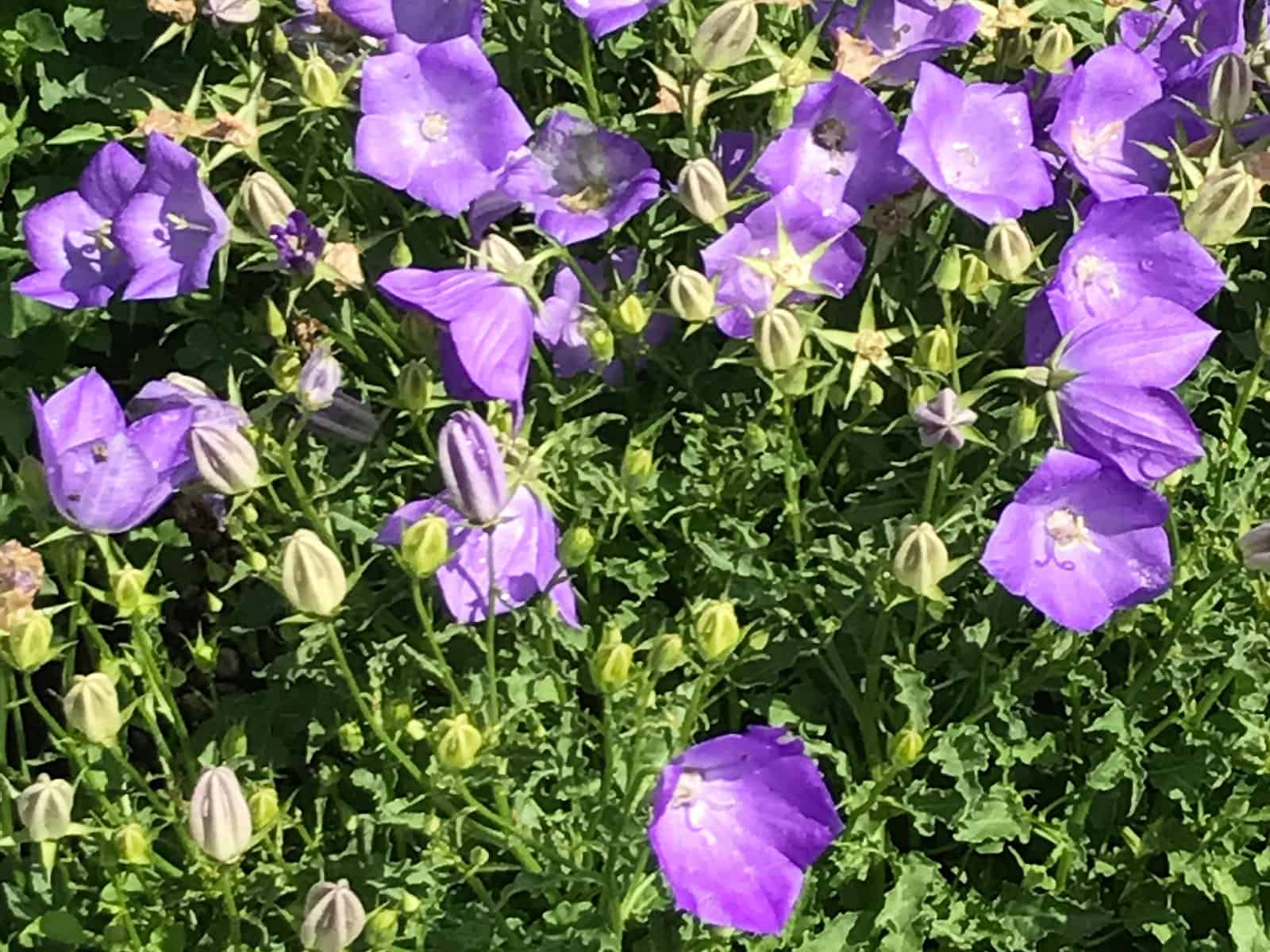 campanula-blue-clips-habit