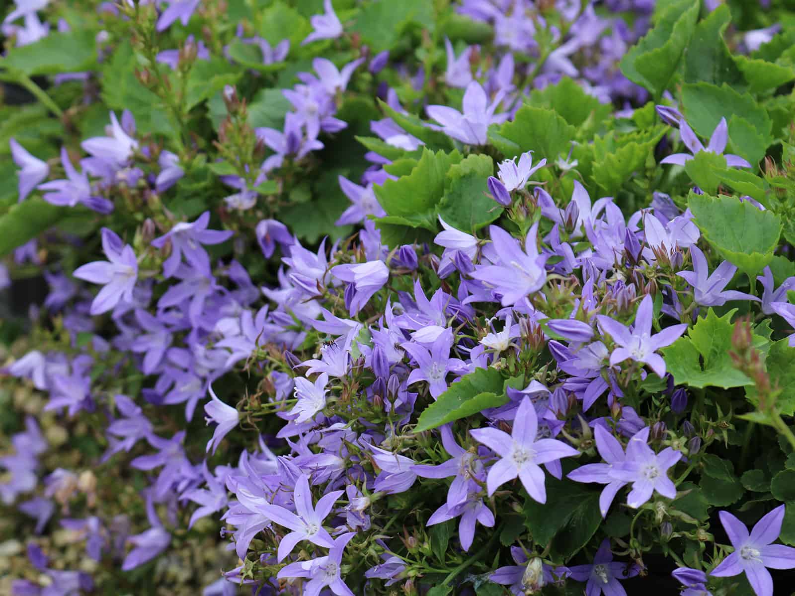 Campanula ‘Blue Waterfall’