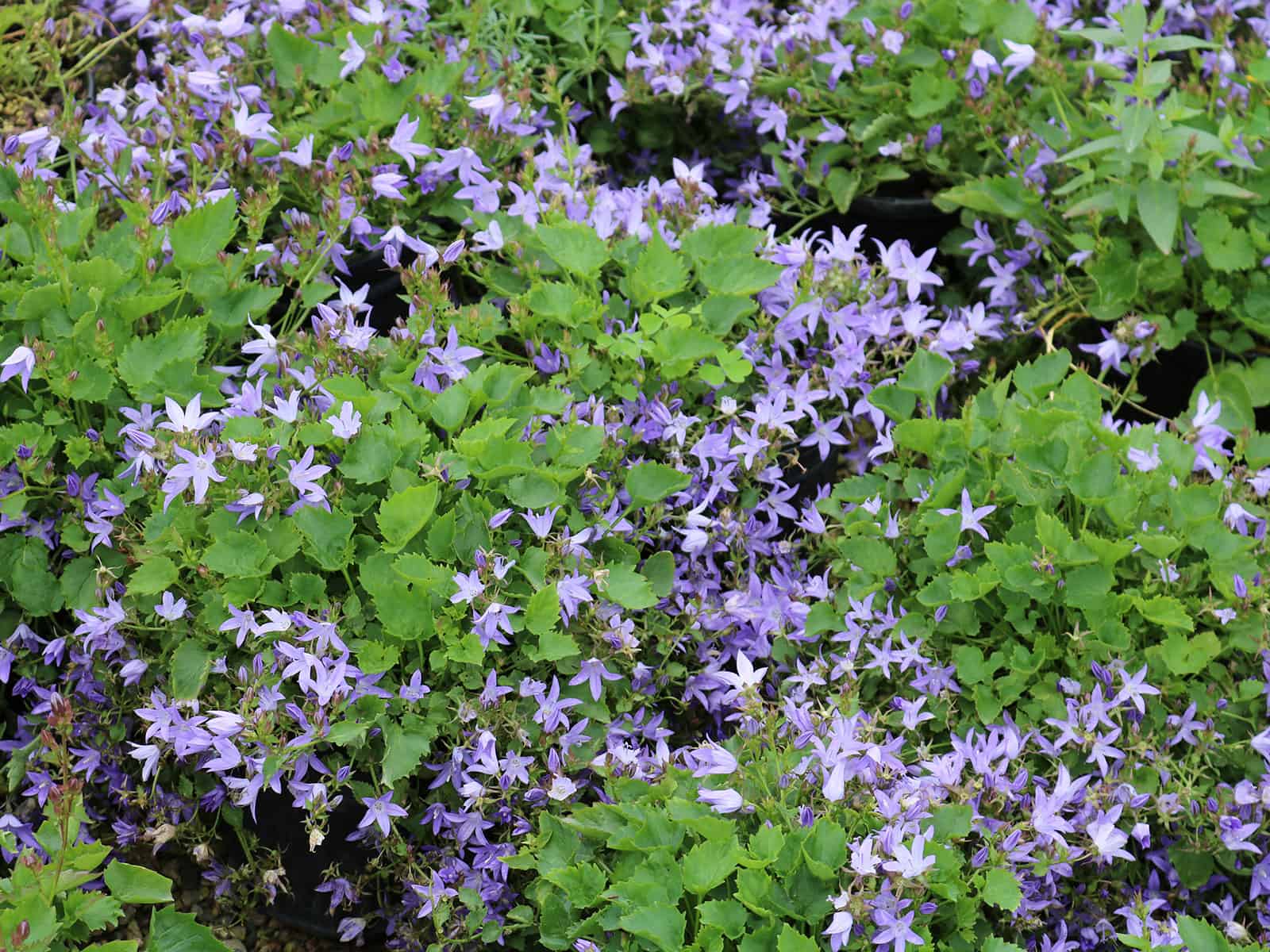 campanula-blue-waterfall-habit