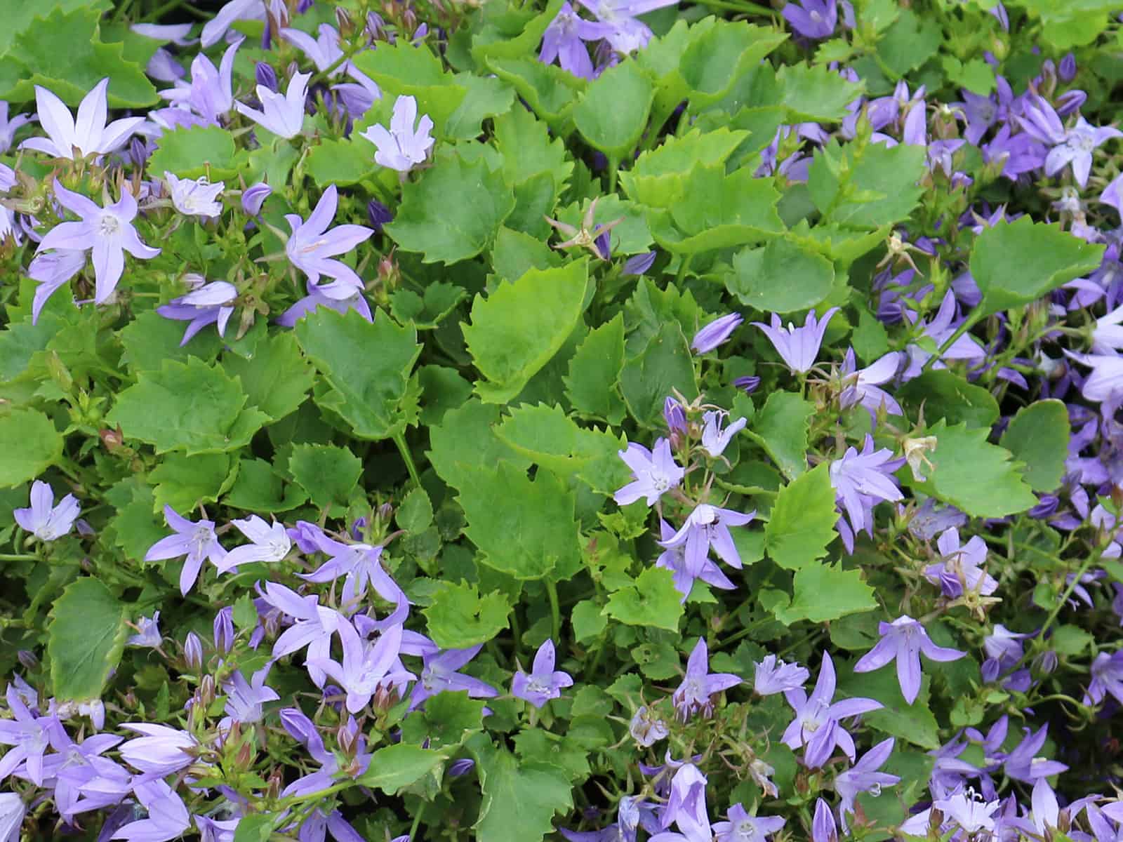 campanula-blue-waterfall-leaf-detail