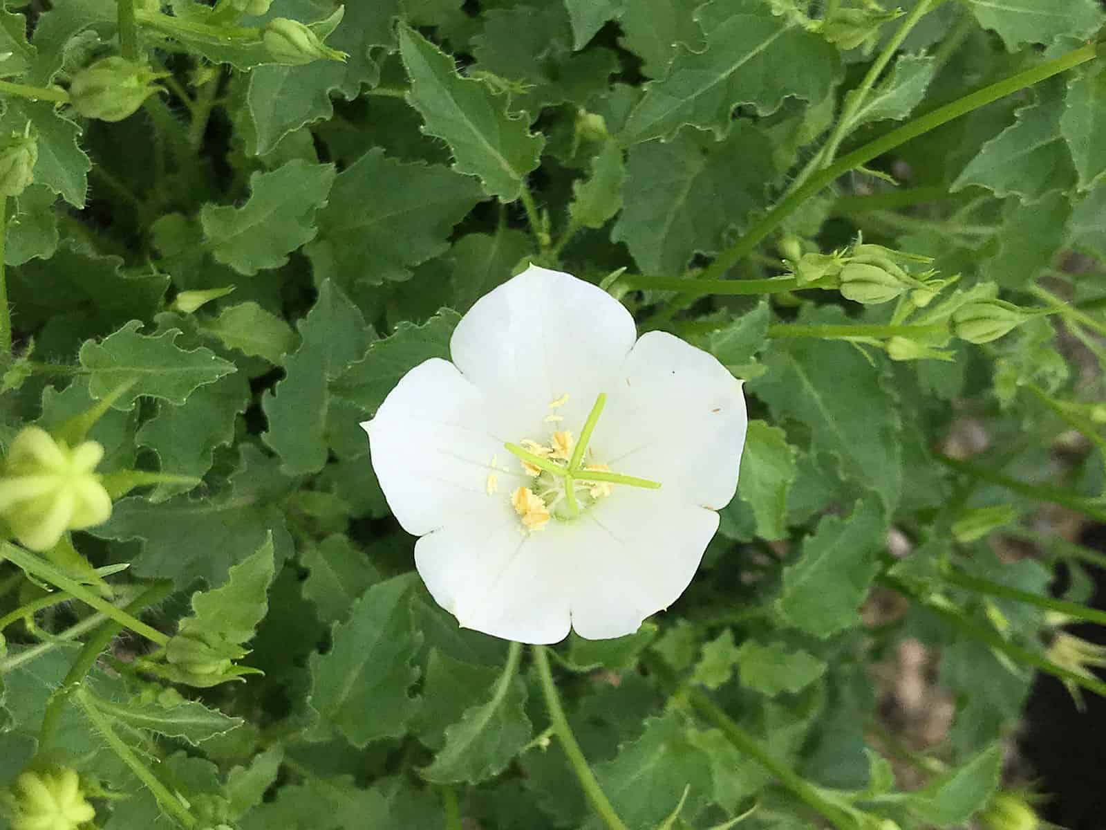 campanula-white-clips-flower-detail