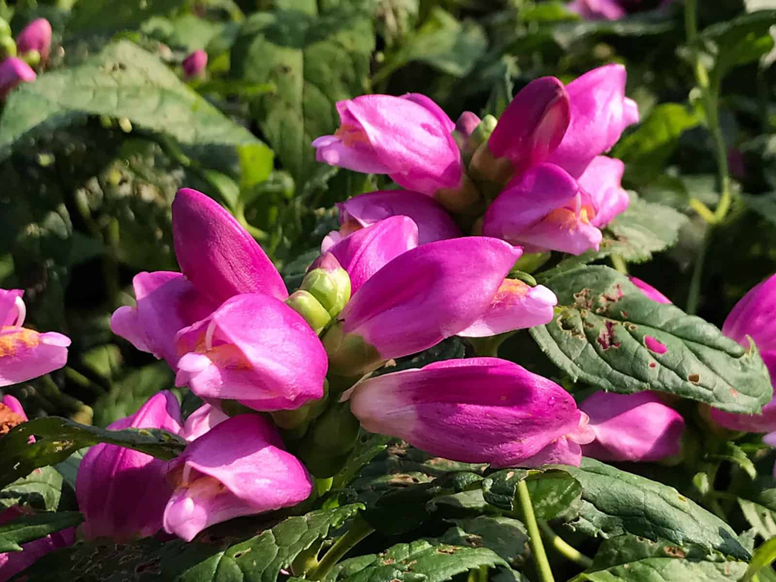 Chelone ‘Hotlips’