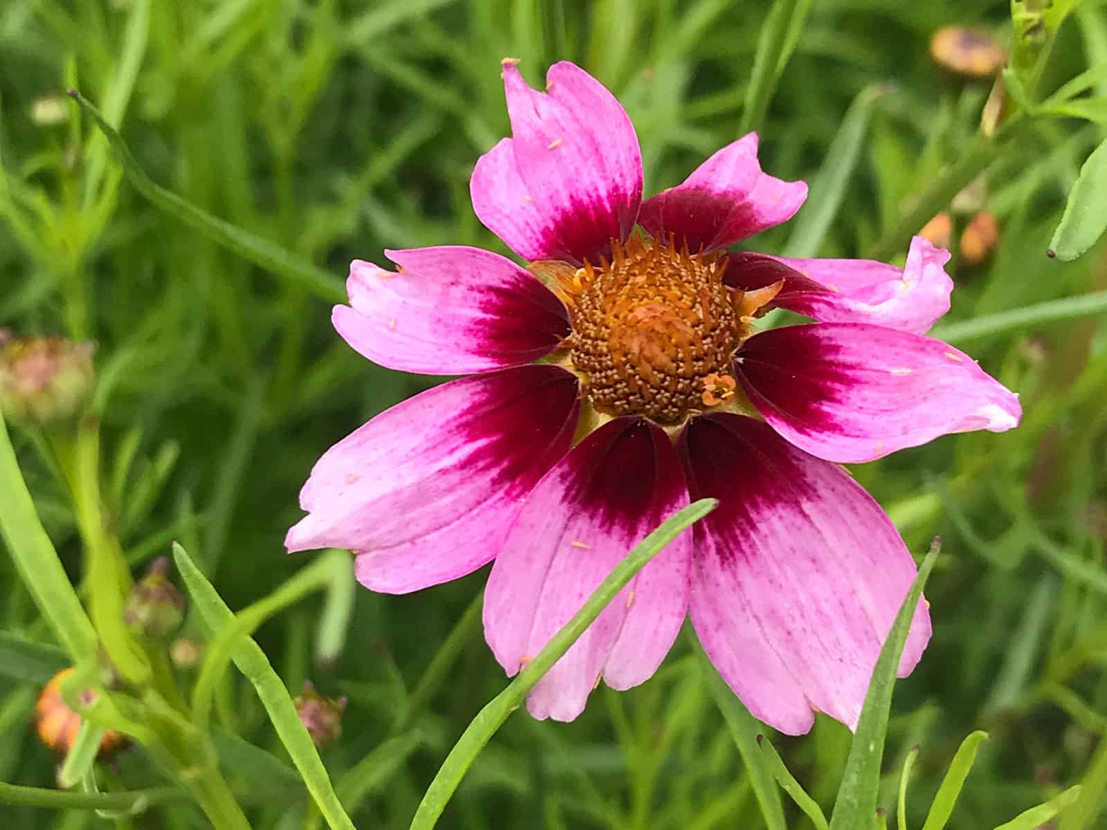 coreopsis-heaven's-gate-flower-detail