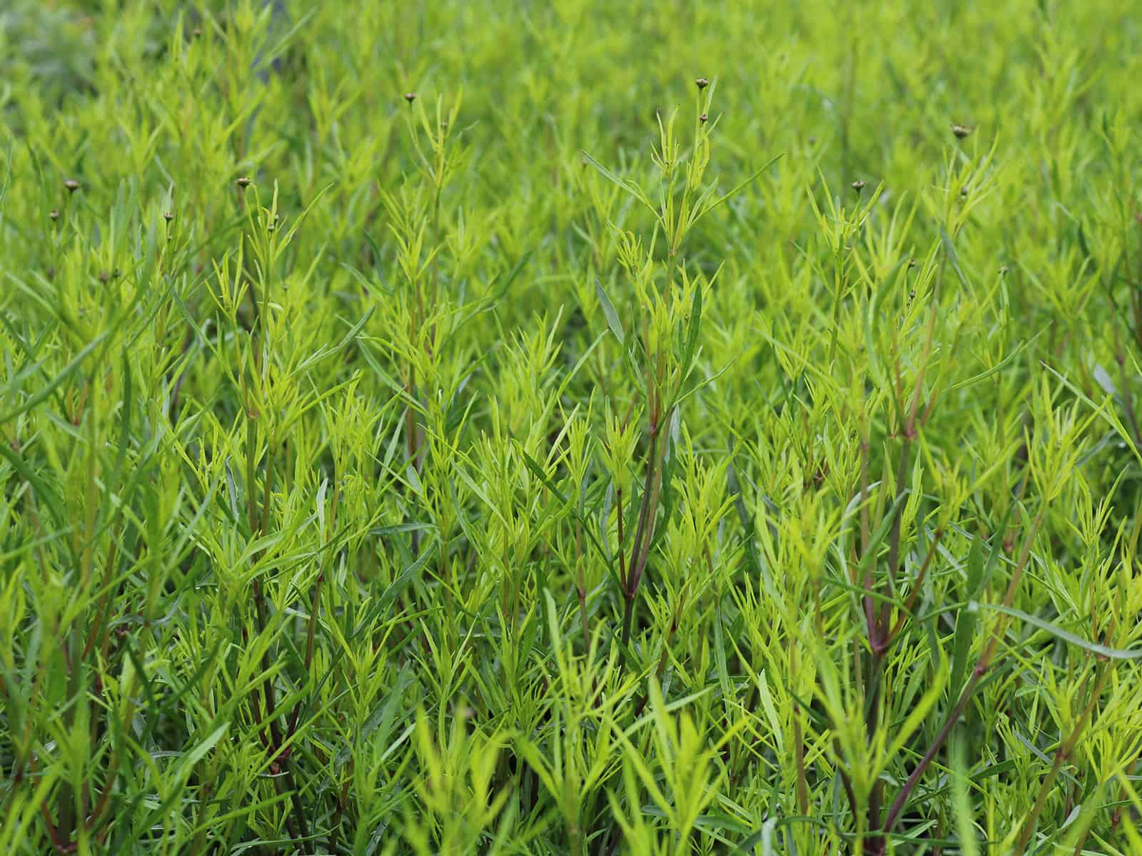 coreopsis-heavens-gate-leaf-detail