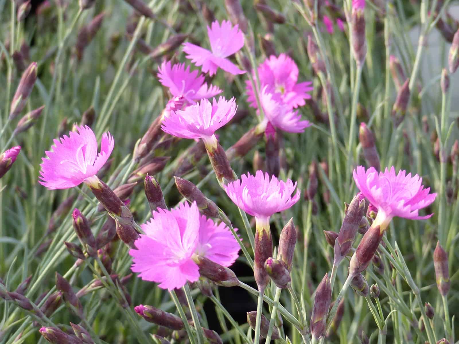 dianthus-firewitch-flower-detail