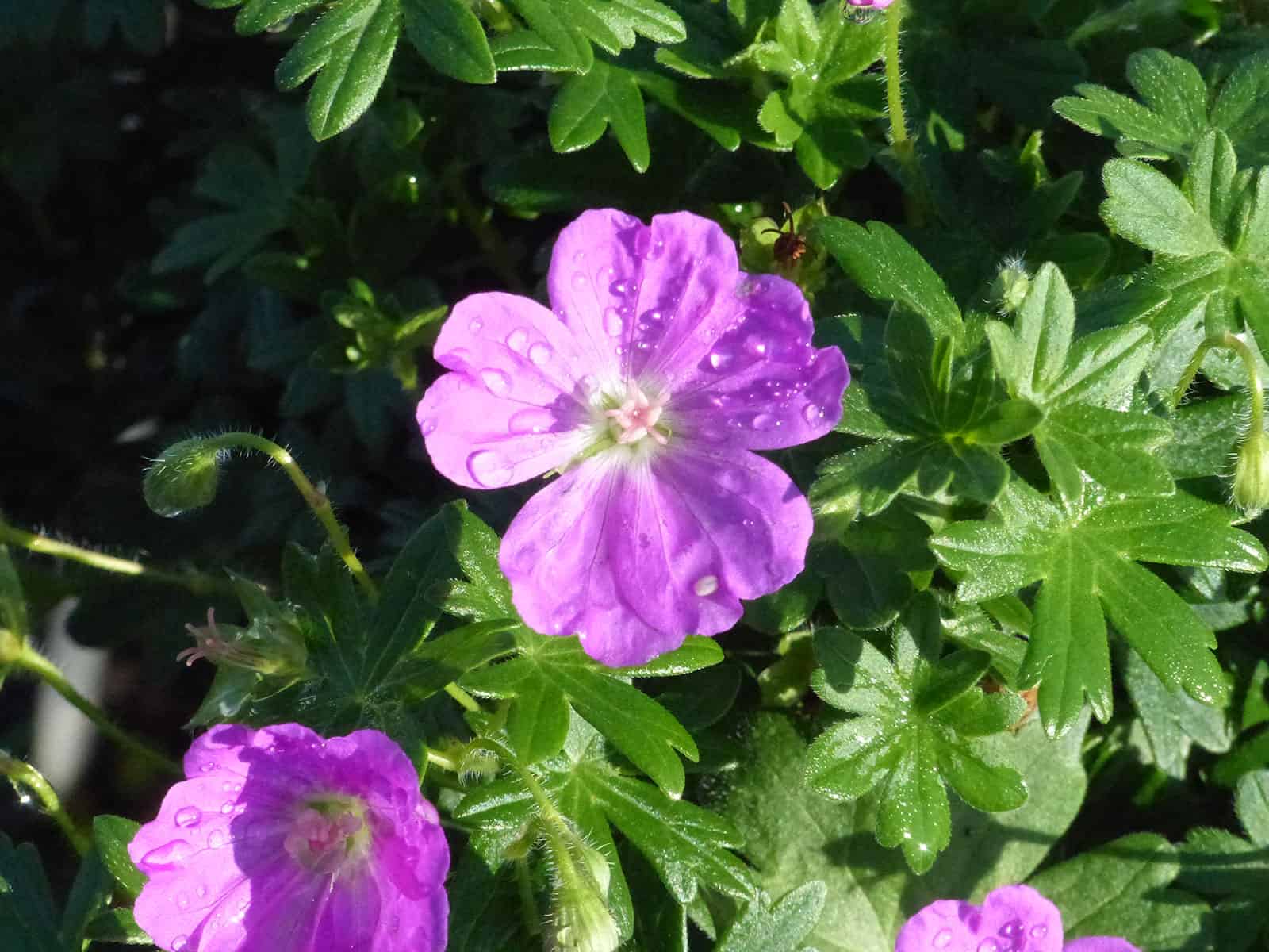 geranium-max-frei-flower-detail