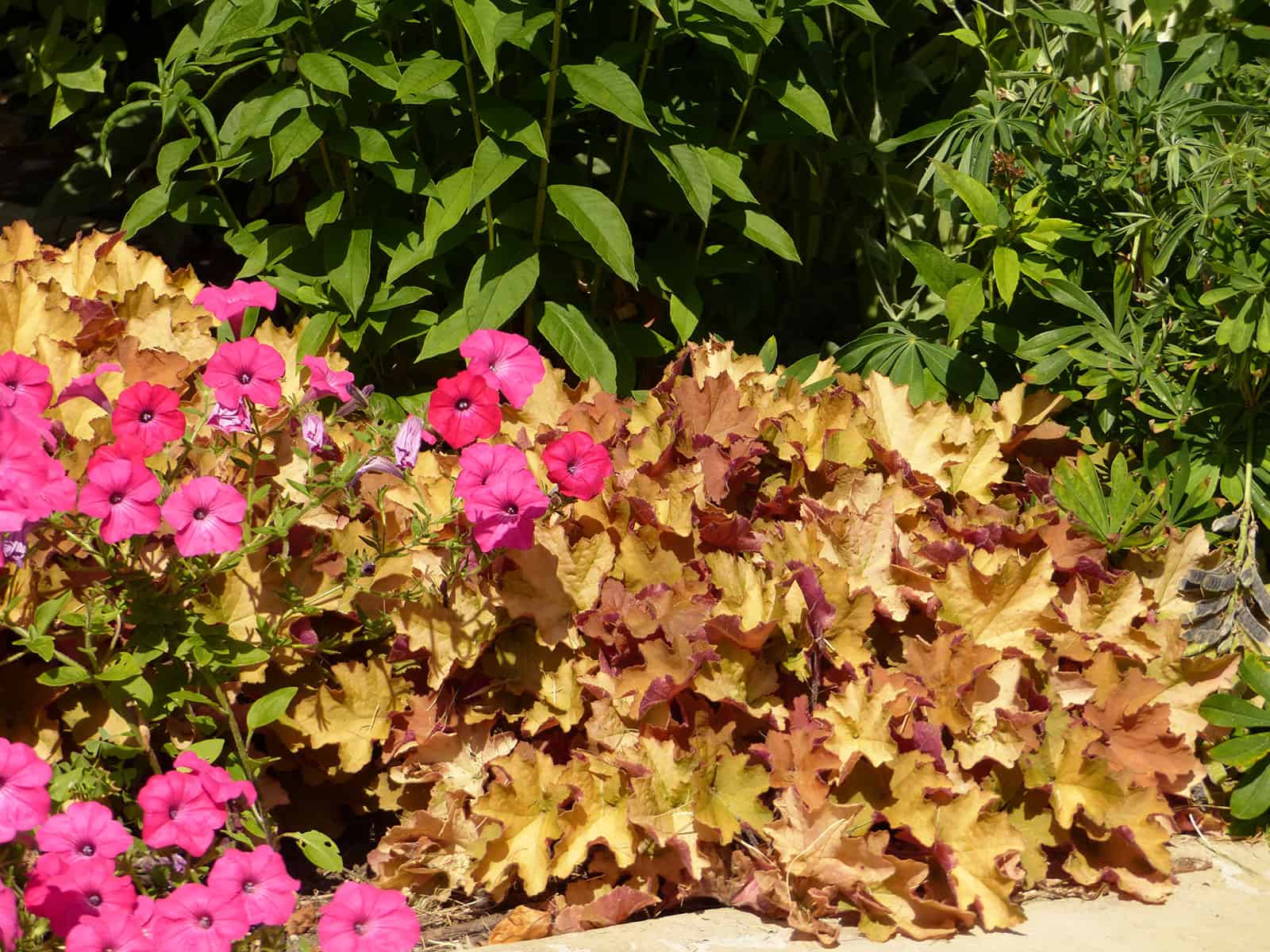 heuchera-caramel-habit