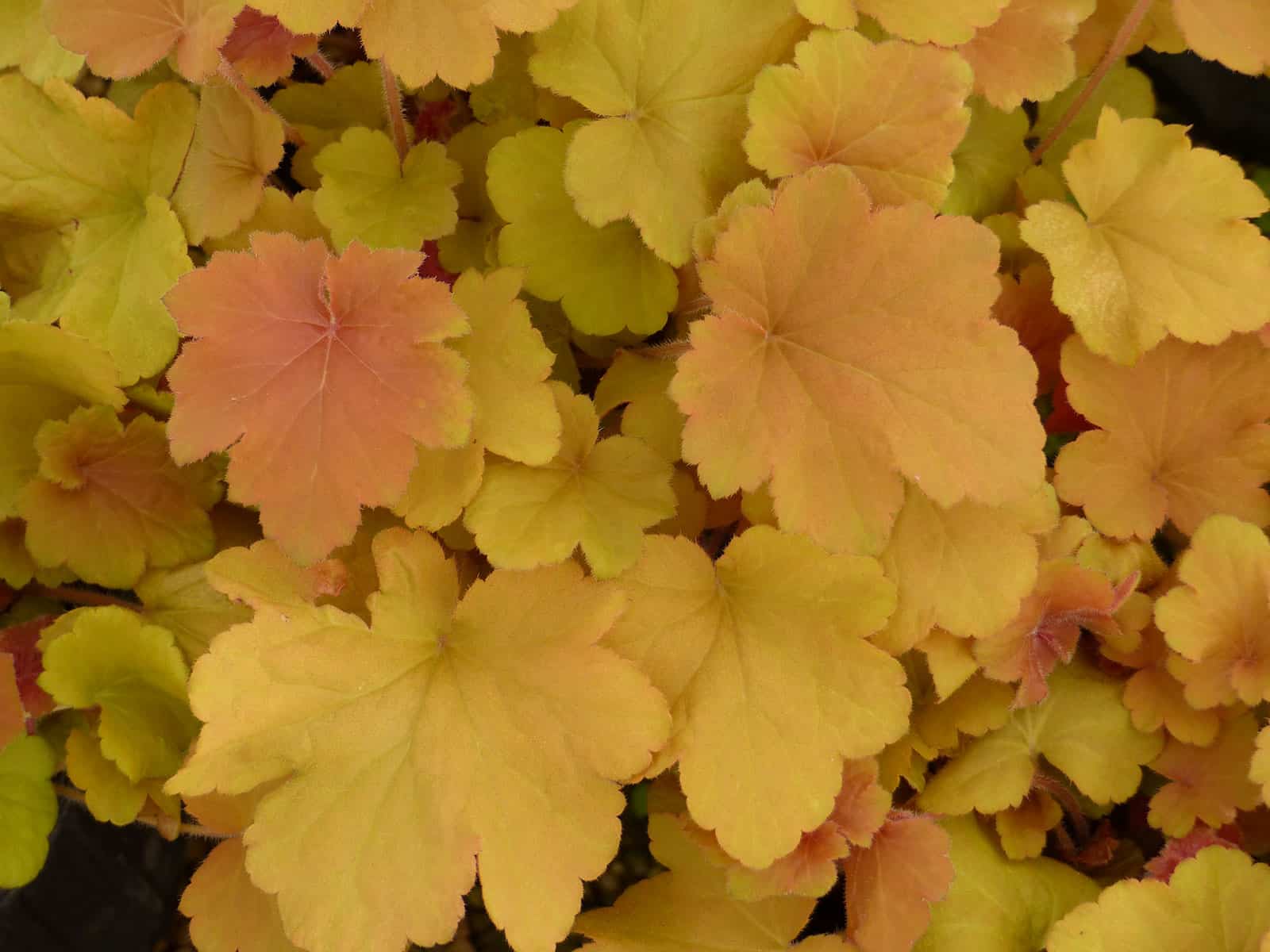 heuchera-caramel-leaf-detail