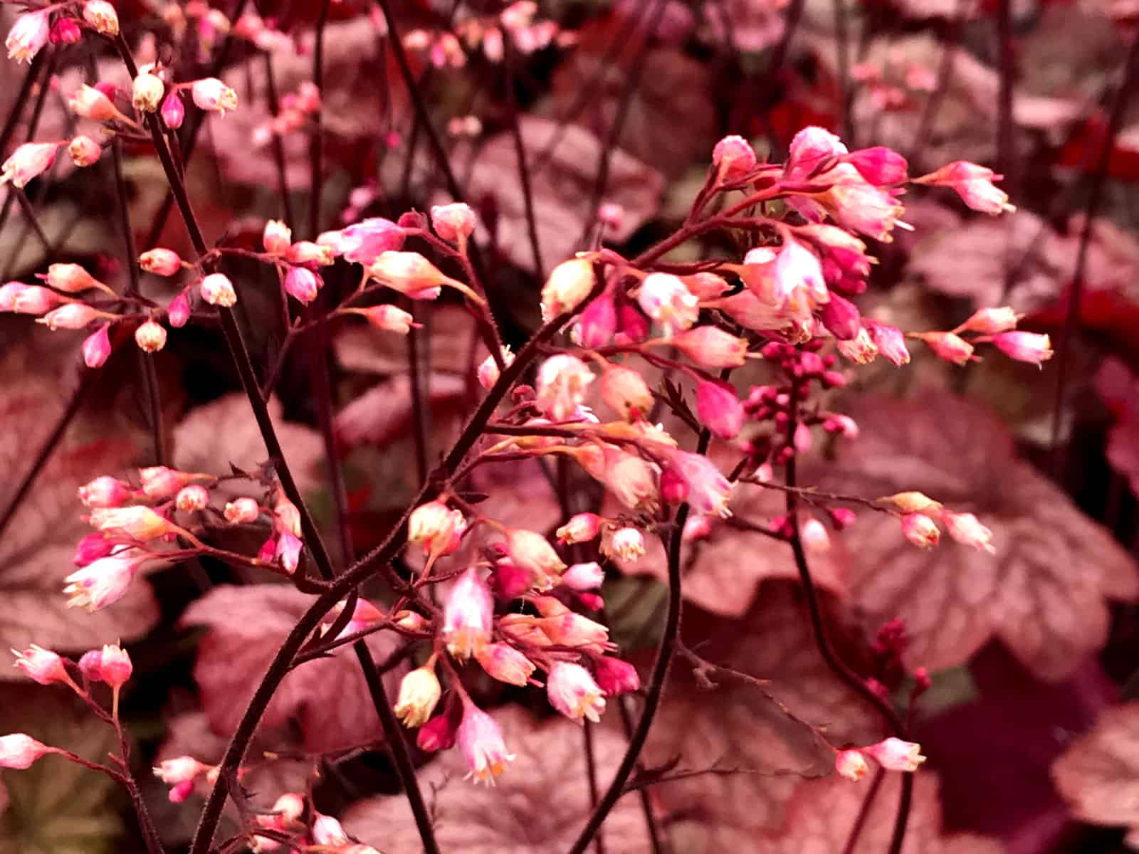 heuchera-georgia-peach-flower-detail