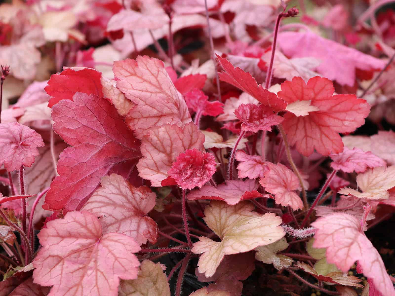 heuchera-georgia-peach-habit
