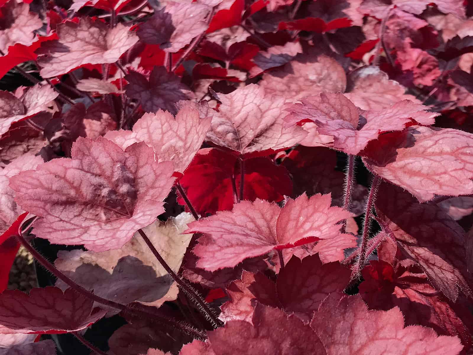heuchera-georgia-peach-leaf-detail