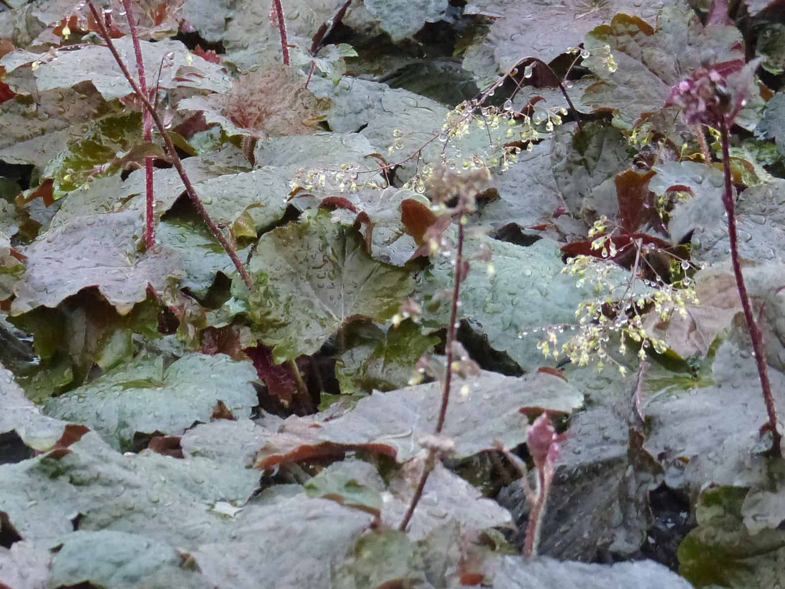 heuchera-palace-purple-flower-detail