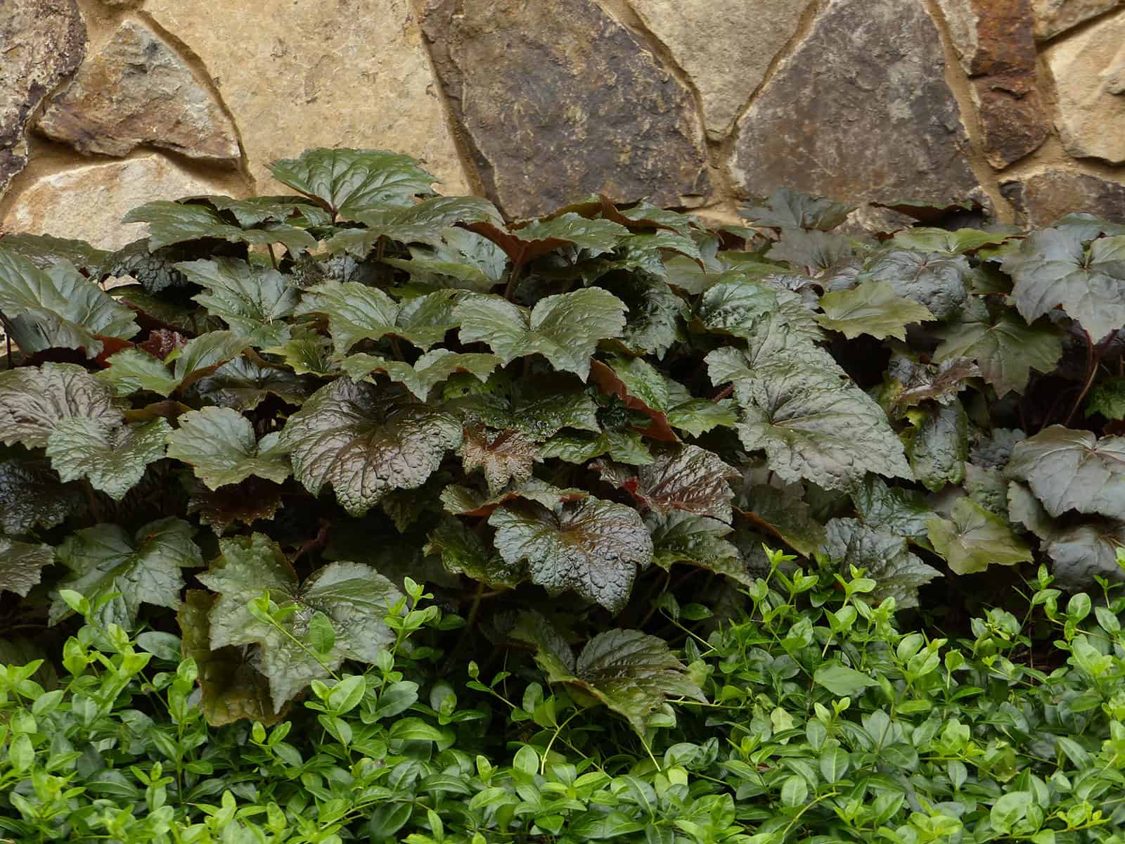 heuchera-palace-purple-habit