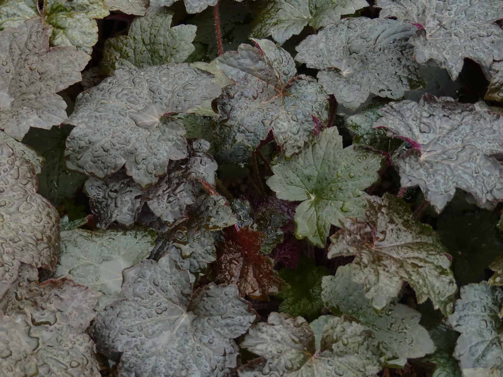 heuchera-palace-purple-leaf-detail