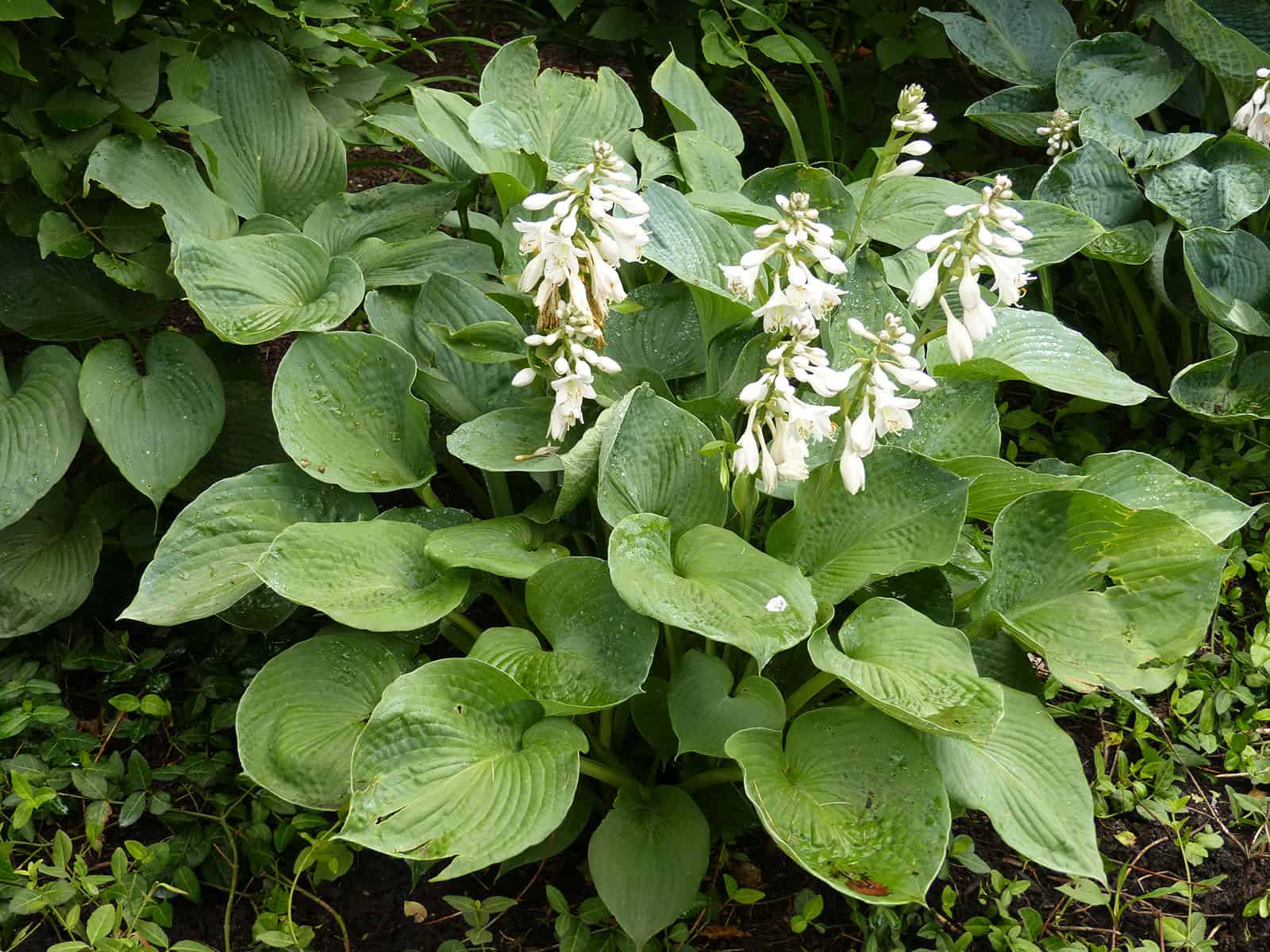 hosta-big-daddy-habit