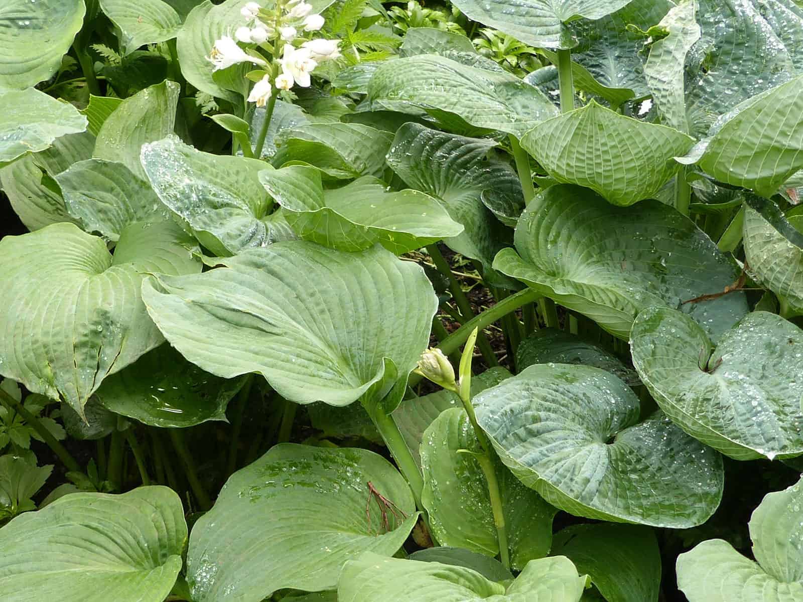 hosta-big-daddy-leaf-detail