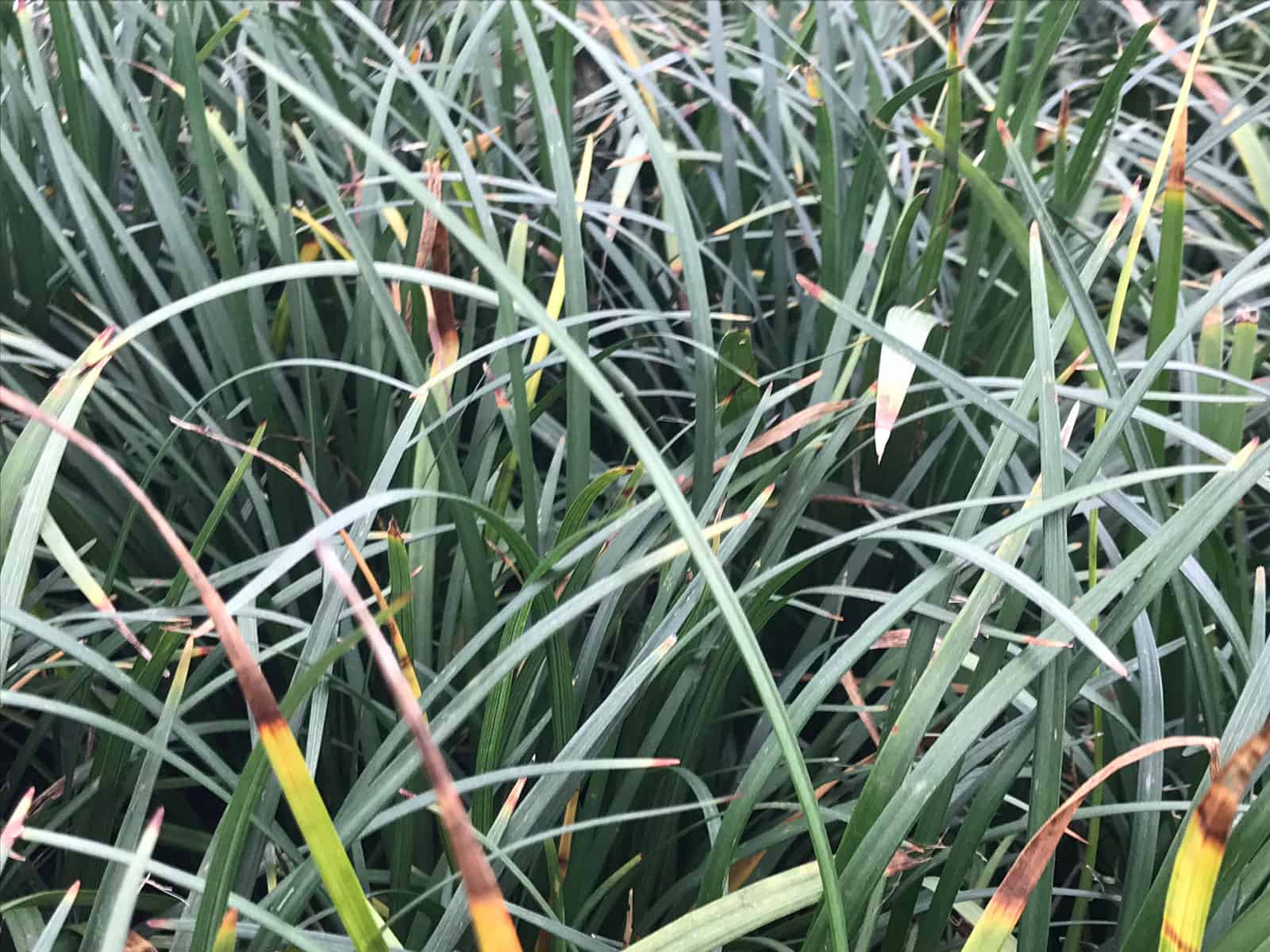 liriope-spicata-leaf-detail